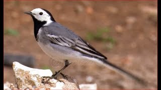 Audio de la Lavandera blanca .HD