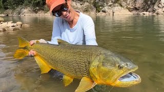 Huge dorado in clear shallow waters