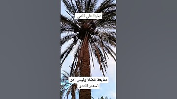 تلاوة عطر القرآن الكريم سورة طه ربي اشرح لي صدري #الجزائر #ouargla #الصحراء #algeria #ورقلة #دعاء