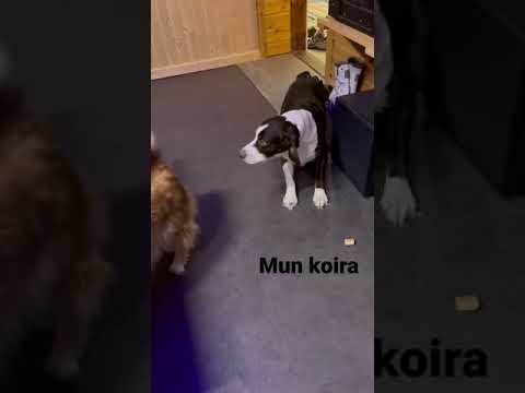 Video: Mikä on lemmikin nimi?