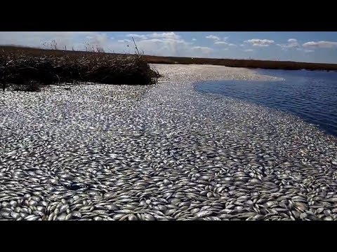 Video: Kam Sa Podela Najväčšia Riečna Ryba - Beluga, Dlhá 4 Metre? - Alternatívny Pohľad