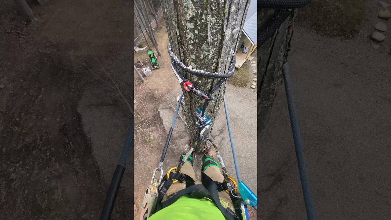 Quick tree job yesterday! 