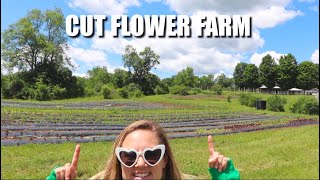 Planting Out My Cut Flower Farm : Zinnias, Gomphrena, Celosia & MORE : Zone 4b : Flower Hill Farm