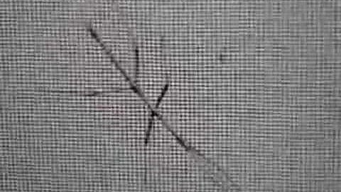 Mr Stick Bug  Improv Poem by Edward DiMaio