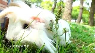 可愛いモルモット guinea pig