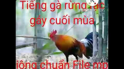 Tiếng gà rừng gáy âm thanh chuẩn mp3.. cho mùa chiến 2023
