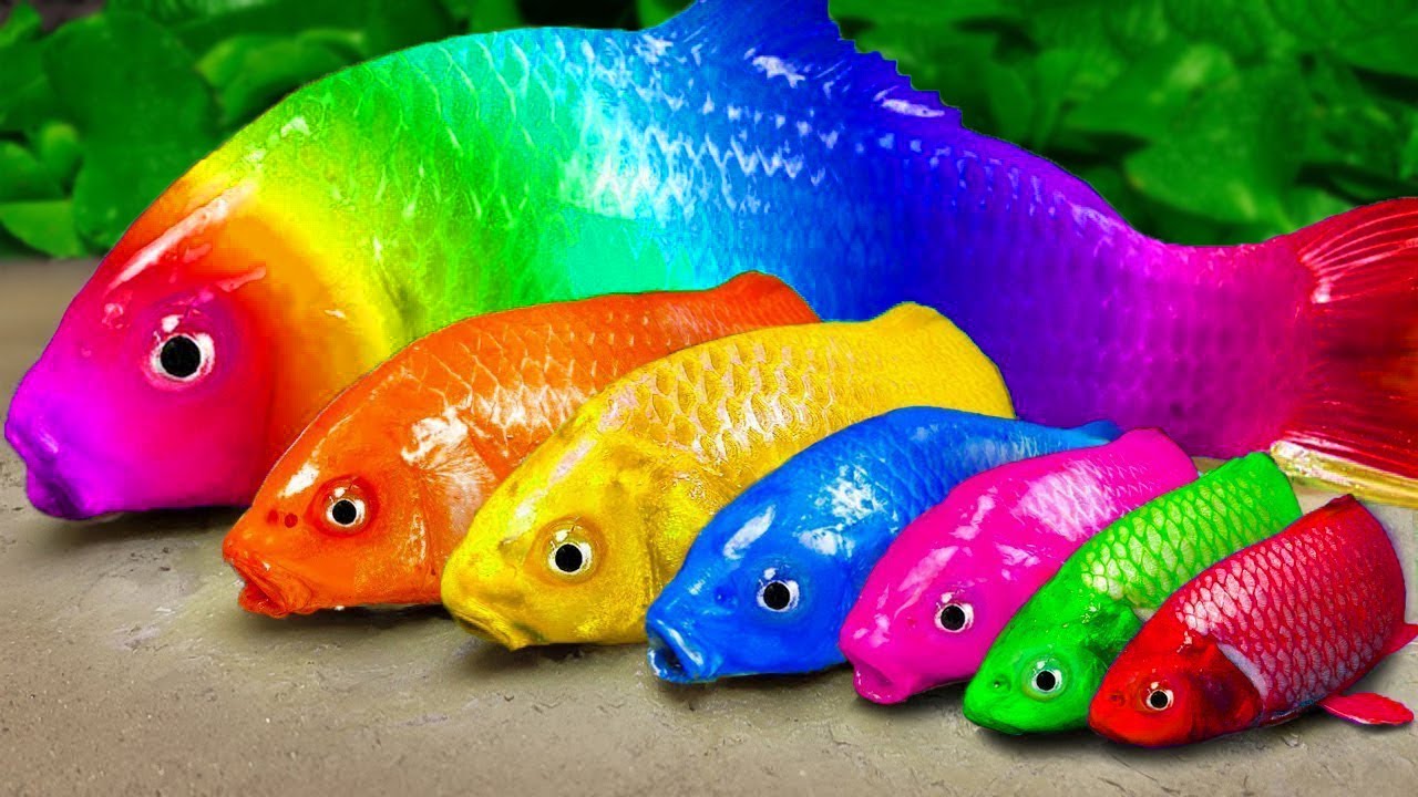 Menemukan ikan hias, belut, Ikan lele pelangi, telur berwarna-warni - Stop Motion Funny ASMR