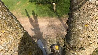 Professional Tree Removal by Parts | Arborist Techniques for Safe & Precise Tree Dismantling