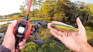 TOPWATER Fishing for BIG Bass in Golf Course Ponds! (Bank Fishing)