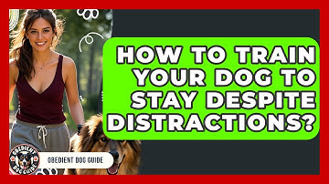 How To Train Your Dog To Stay Despite Distractions? - Obedient Dog Guide