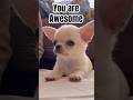 If you see this, you’re kind of awesome #chihuahua #puppy #dogshorts #positivevibes #shorts