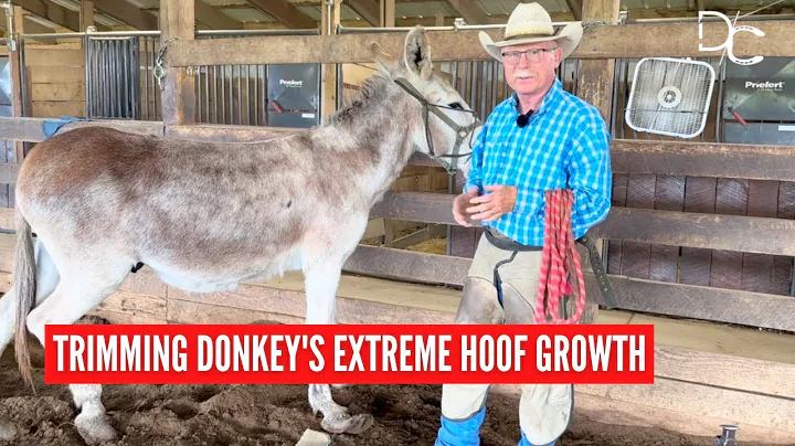 D/C  EXTREME HOOF GROWTH  |  FOUNDERED DONKEY GETS A TRIM  [Back Feet]