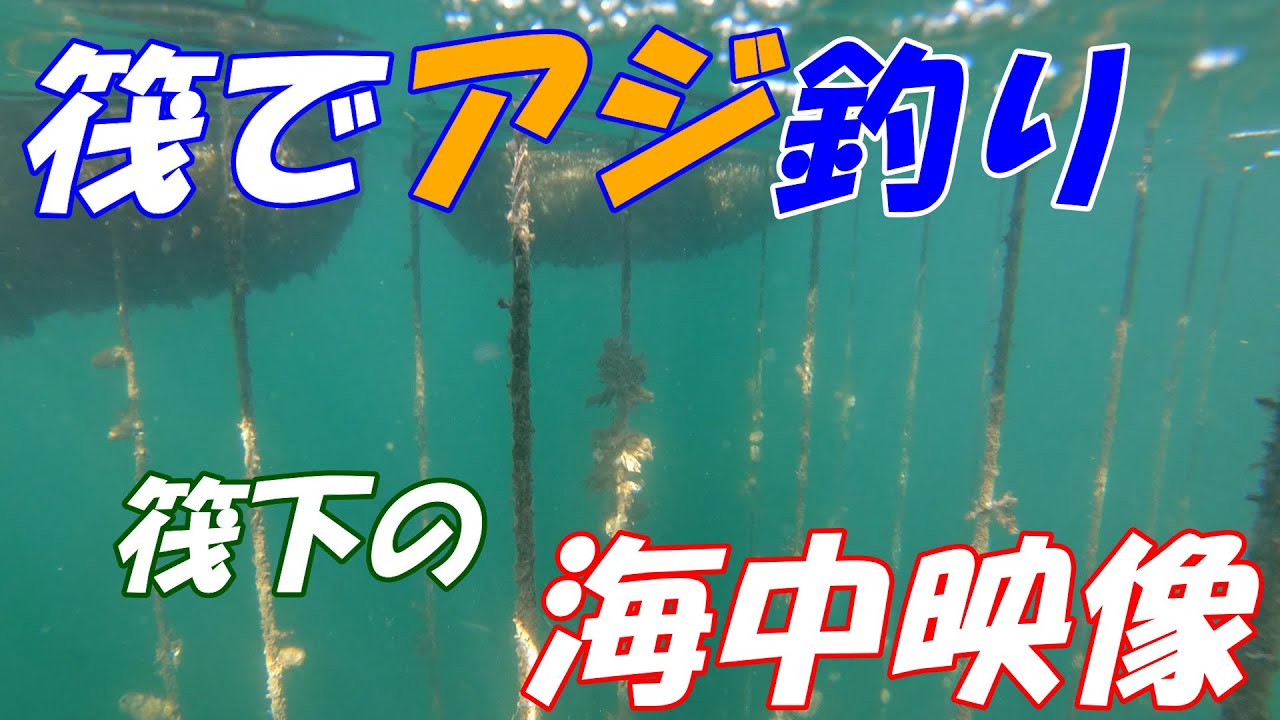 舞鶴湾 ｍｙ筏でアジ釣りをしてきた 水中映像 Youtube