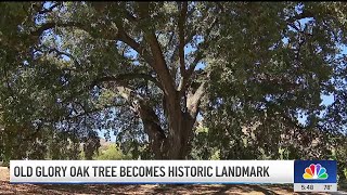 'Old Glory' oak tree becomes historic landmark