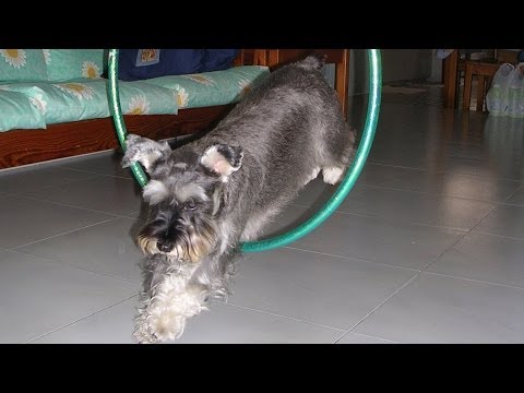 Dog tricks - Whisky the smartest miniature schnauzer ever!