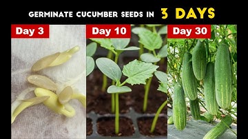 How To Germinate Cucumber SeedsI Grow cucumber from seeds , easiest way to planting cucumbers