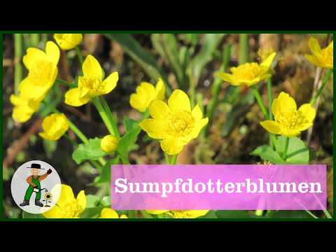 Video: Sumpfdotterblume - Elegante Primel