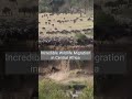 The Great African Migration Is A Spectacular Natural Phenomenon That Takes Place In East Africa