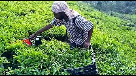 Battery tea harvester