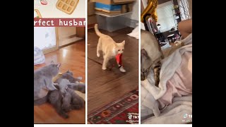 Not all cats are evil | Adorable and funny cats compilation 2021