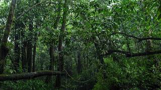 Fall Asleep Instantly in 3 Minutes with Best Rain Sounds - Natural Forest Rain ASMR & Stress Relief
