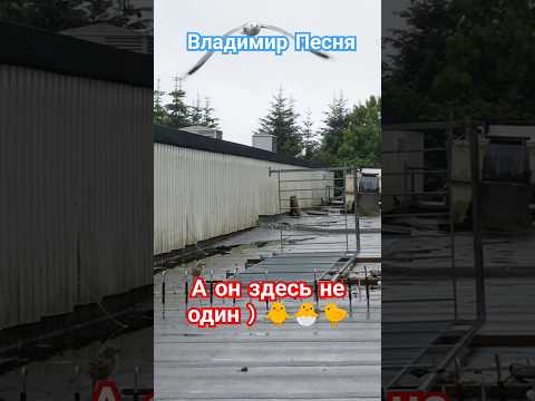 Владимир Песня / Ты #шорты #short #shorts