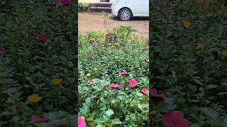 Garden makeover part 2#harleyaryavibes