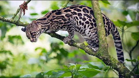 Margay Cat (Extremely Skillful Tree Climber)