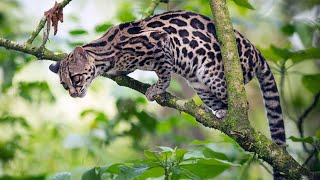 Margay Cat (Extremely Skillful Tree Climber)