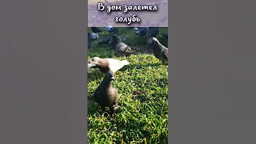 Что значит если в дом залетел голубь? #shorts