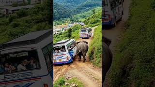 Helping Elephant! Help Pull Out a Bus That's Stuck in Mud!