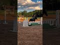 weeeee| #horse #equestrian #sunnysideup