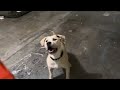 Lucy’s very good at catching ball 🐕🐈❤️😊 Win win pets sitter 408-648-5300