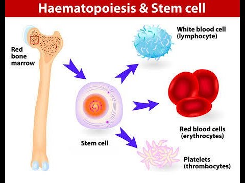 Video: Is eritropoïese en hematopoiese dieselfde?