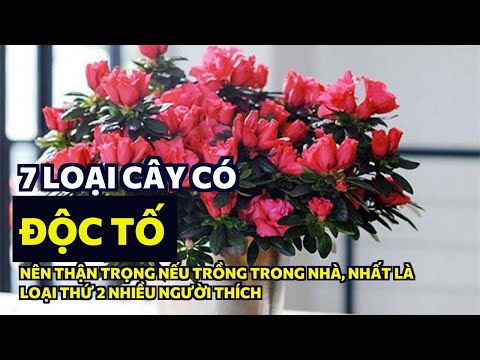 Video: Thận trọng! Cây có độc