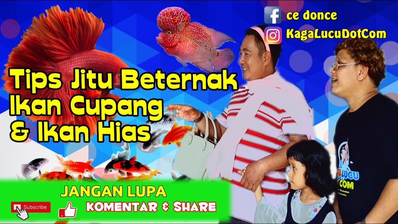 Tips jitu beternak Ikan koi dan cara Keeping!! 