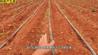 生姜高产种植模式，一行拉一条喷管带浇水施肥，充分供应大姜生长