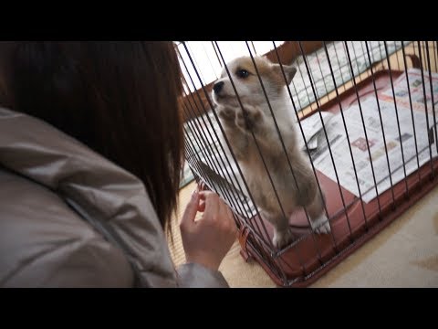 【コーギー】タマが家族になった日