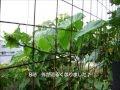 31. 2014年夏   " 蝉 "