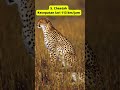 Sepuluh hewan tercepat di dunia #shorts #cheetah #falcon