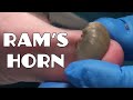 Trimming Thick Ram's Horn Toe Nail - Musical Trim