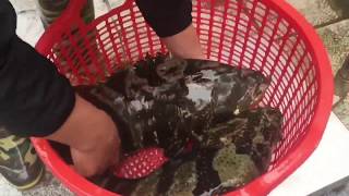 Black Grouper fish come to Seafood Market Vietnam