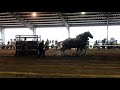Worlds Tallest Pulling Draft Horse
