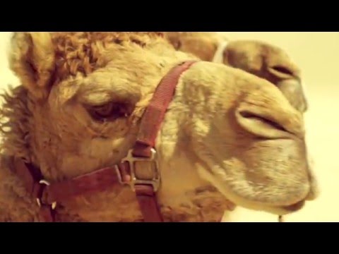 DJ Alimario - Oasis | Official Music Video | Si Records | HD