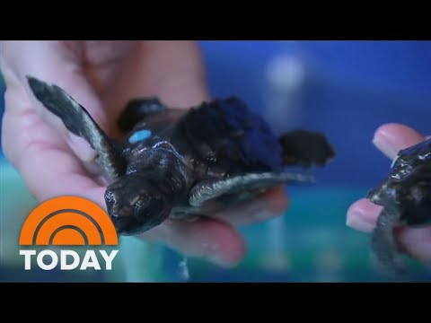 Watch Baby Sea Turtles Get Released Into The Ocean Live On TODAY