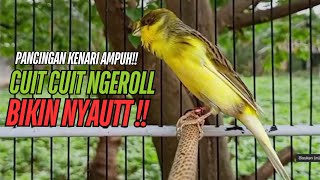 Download lagu SUARA Kenari GACOR PANJANG Pancingan & masteran Kenari Paud AGAR gacor AMPUH Kenari MACET bunyii