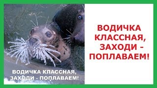 Лютые приколы. Водичка классная, заходи - поплаваем !