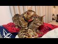 子猫を寝かしつけた後はベルテトまったりタイムの図