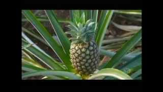How Its Made   Pineapples Discovery Channel
