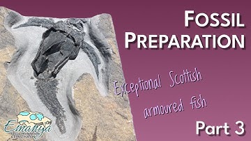 Fossil Preparation at Emanya | Pterichthyodes milleri (Devonian Armoured Fish) - Part 3